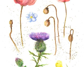 Wild flowers of Scotland Art Print, Watercolour giclée art print