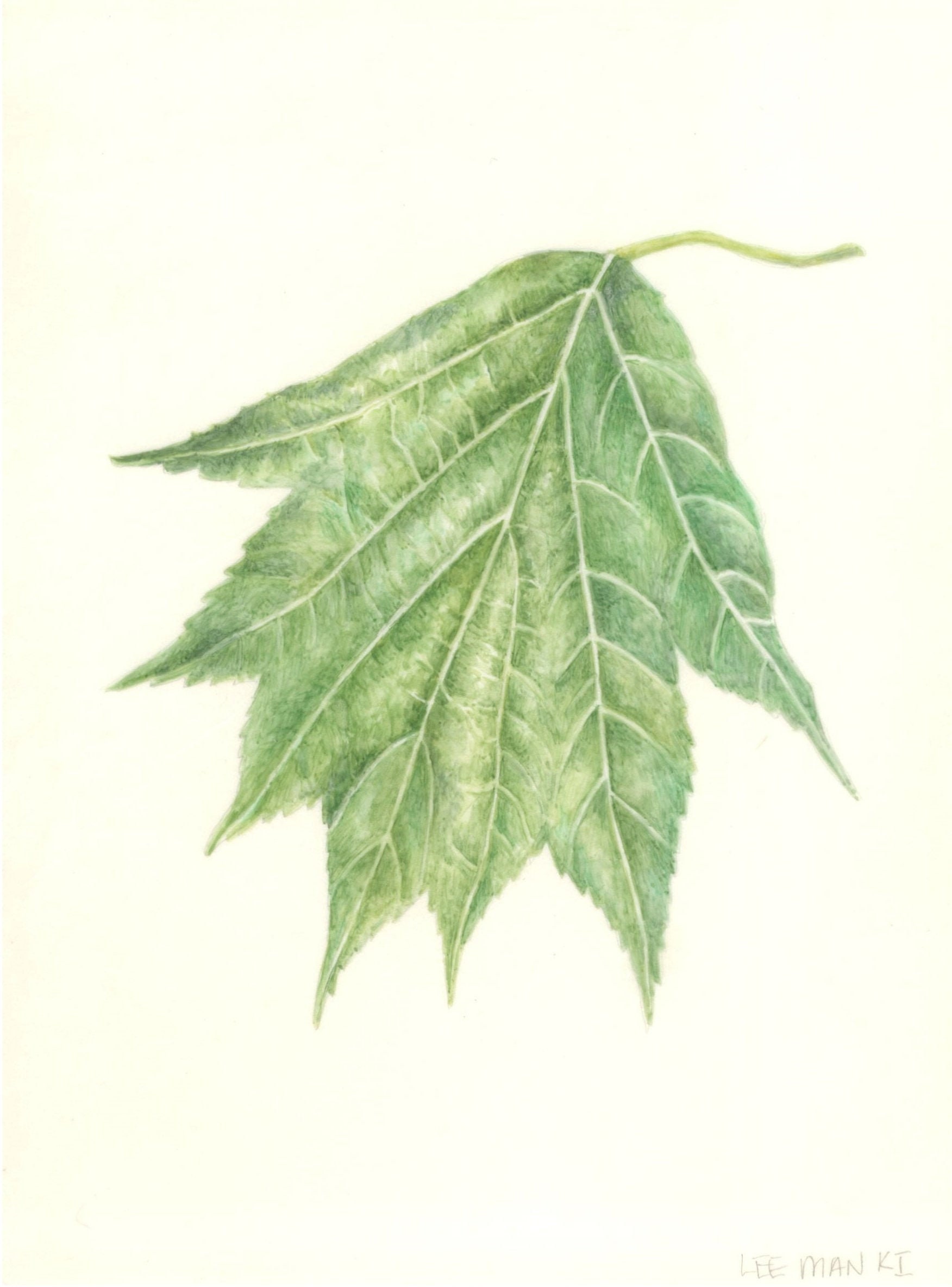 Sorbus Torminalis on Calfskin Vellum, Watercolor Painting, Botanical