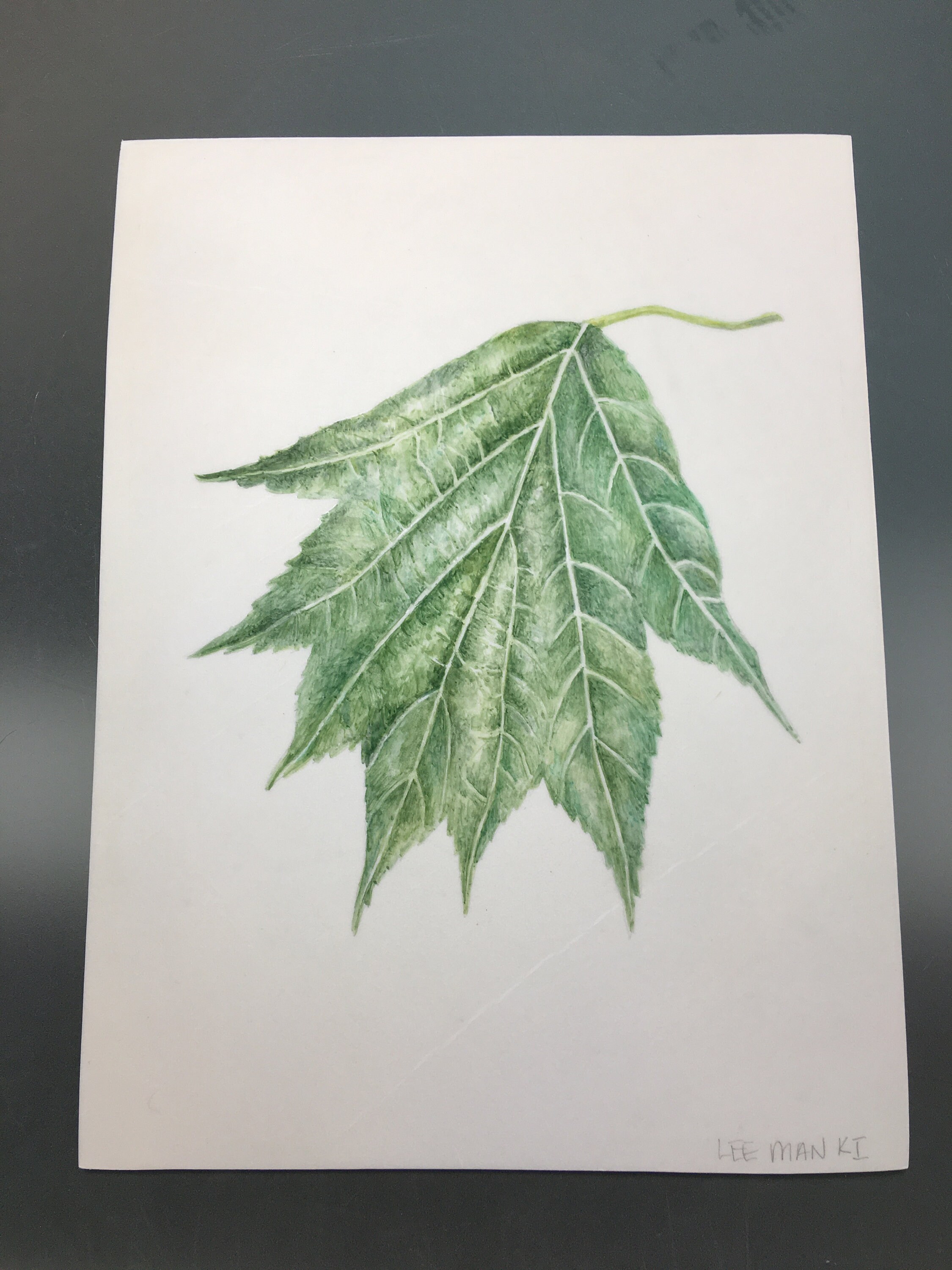 Sorbus Torminalis on Calfskin Vellum, Watercolor Painting, Botanical