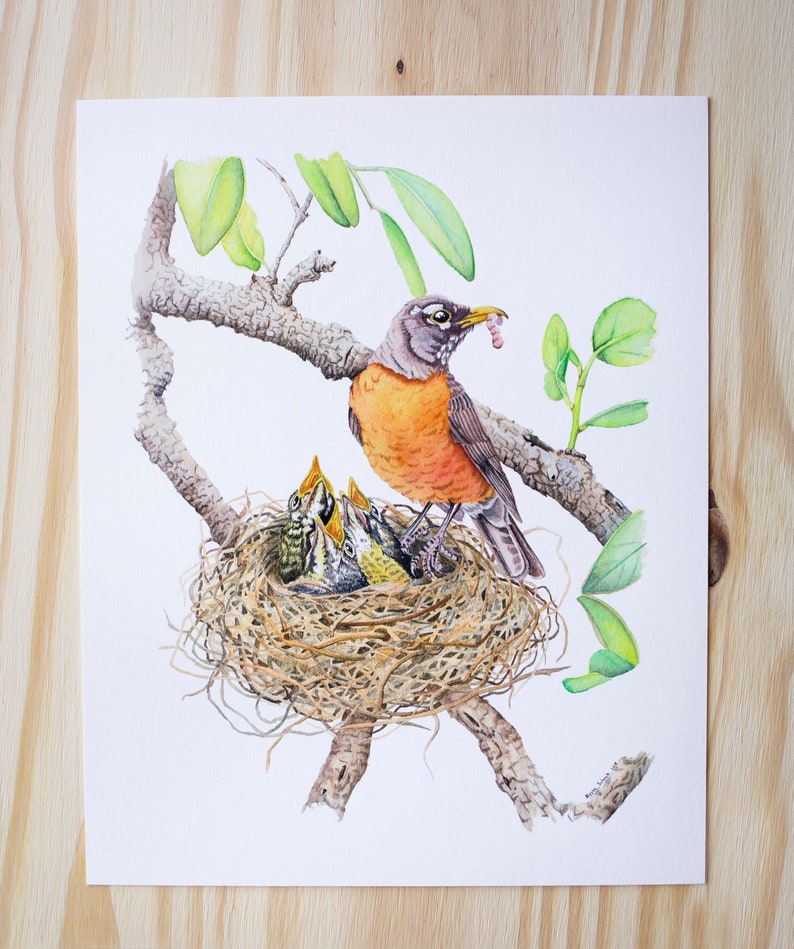 Robin's Nest Baby Birds Watercolor Print Nature Art Etsy