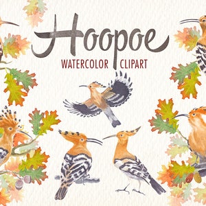 watercolor clipart hoopoe bird. Watercolor clip art ideal for printables, cards, posters, web and more