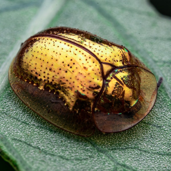Golden Tortoise Beetle Print