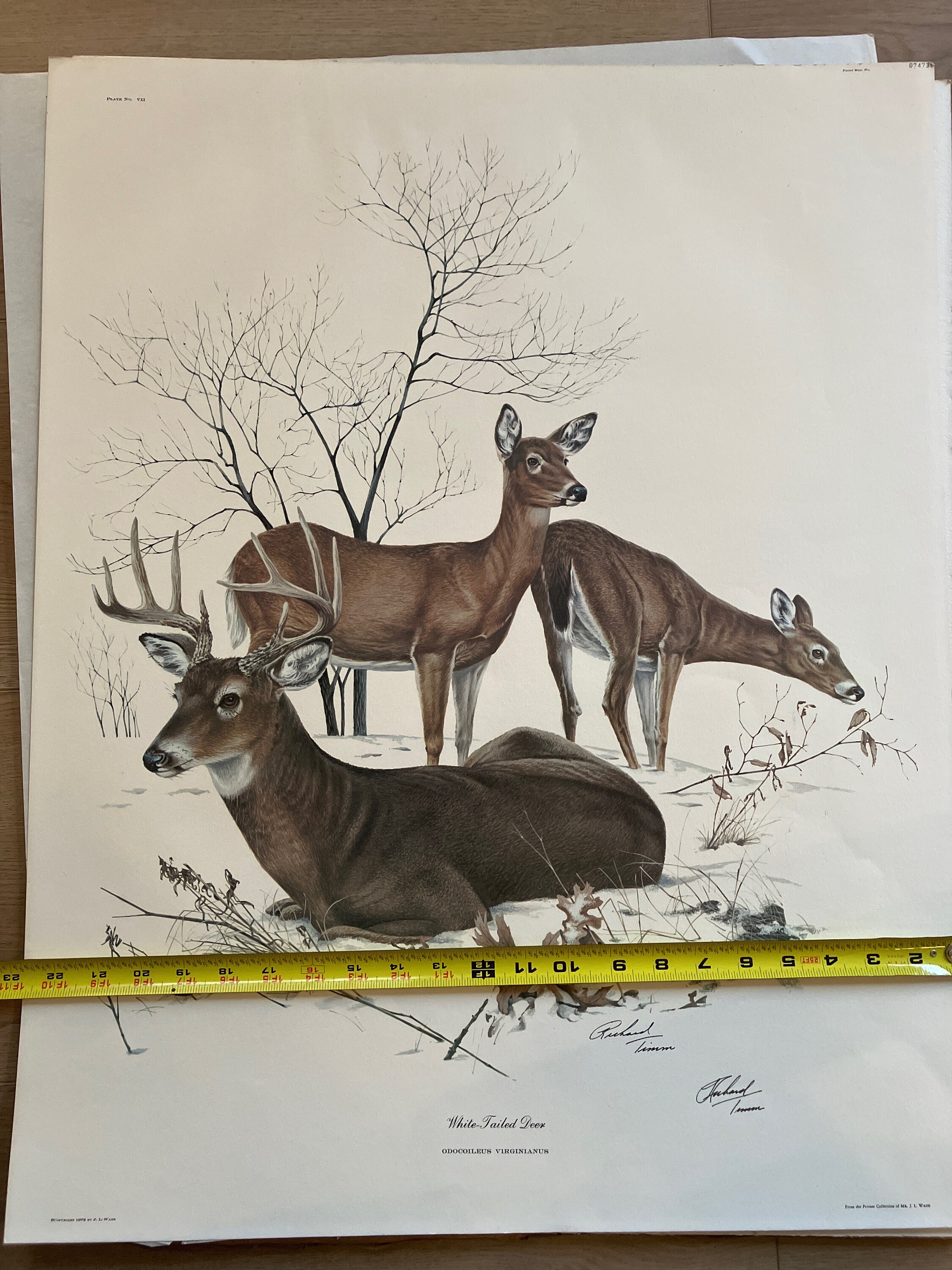 Richard Timm 1973-limited Edition Print White Tailed Deer Signed