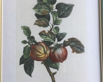 Vintage colored etching Malum Communis in great condition 12x18”
