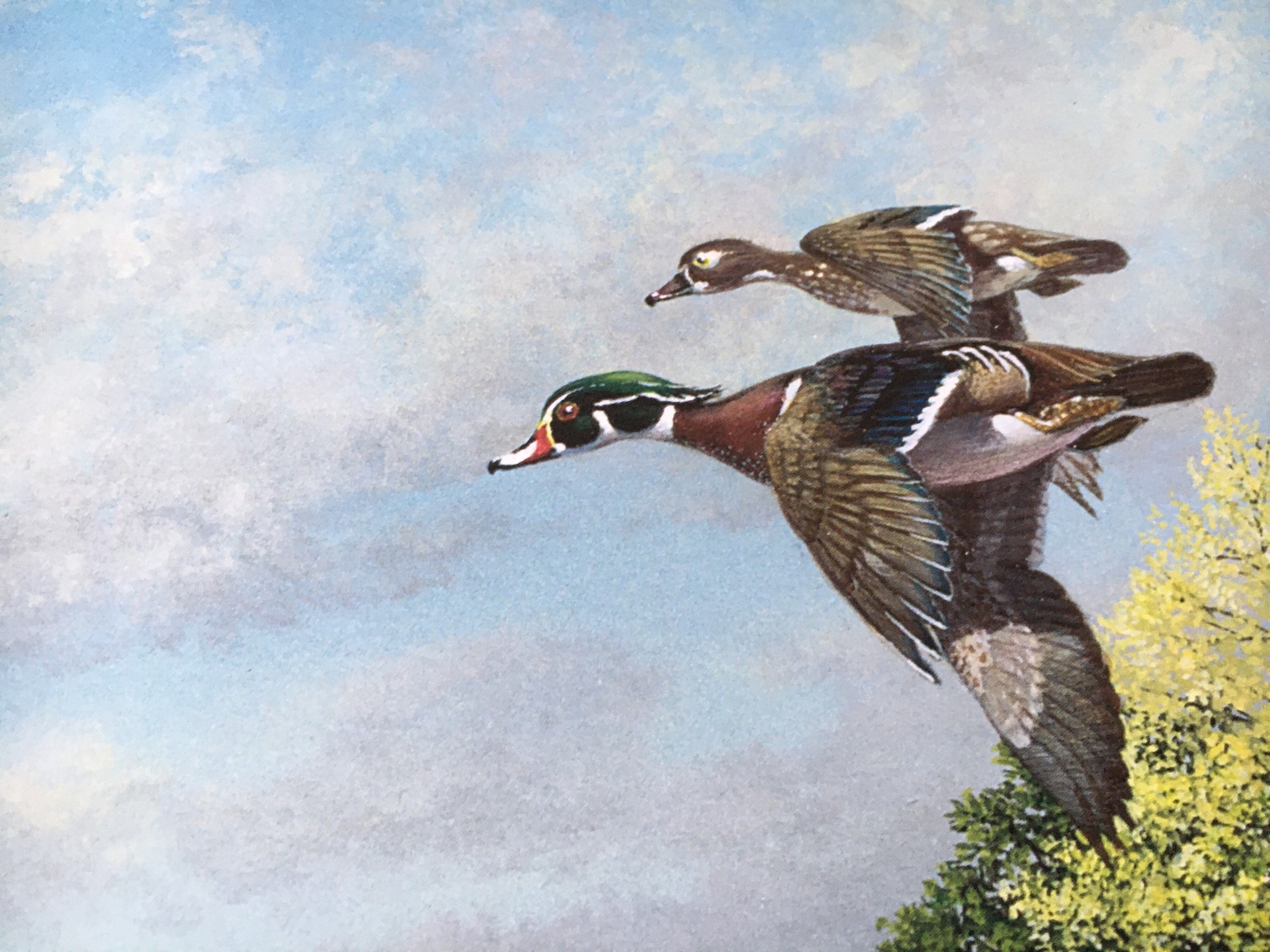 Harold Roe Limited Edition Signed and Numbered Print 22x30”-24 US ...