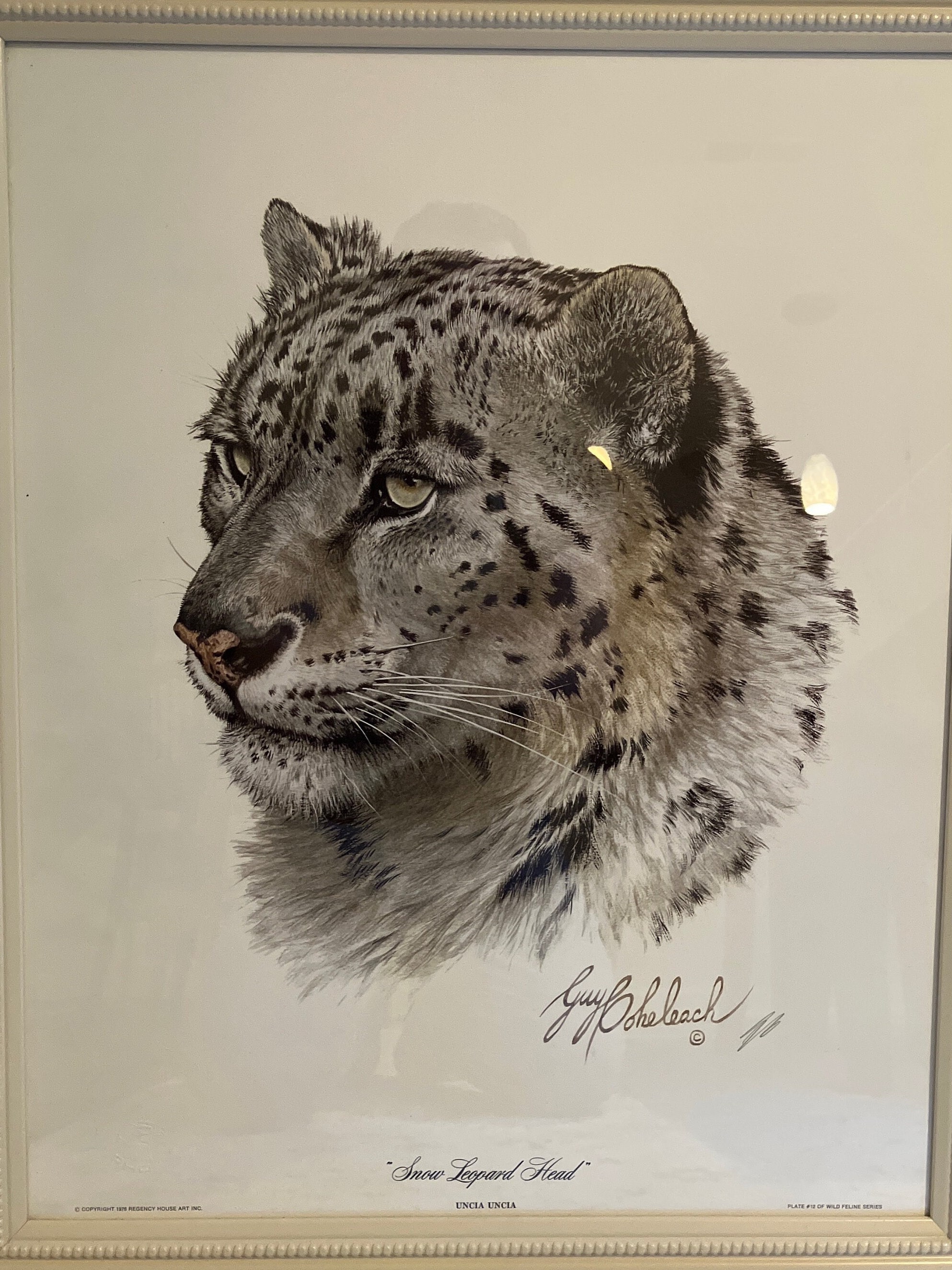 Guy Coheleach 1976 Limited Edition Print Snow Leopard Head
