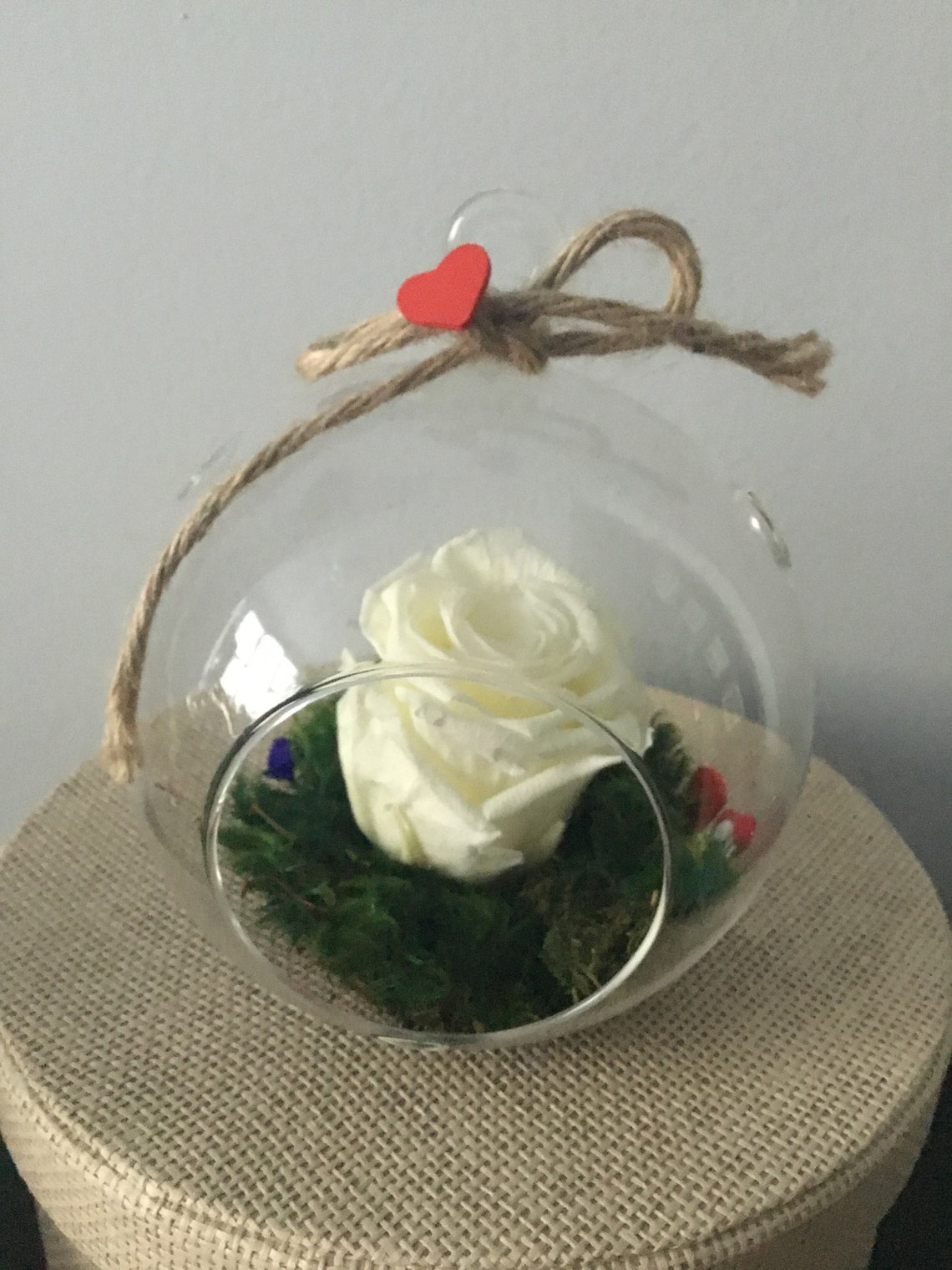 Preserved Rose in Glass Terrarium Globe Hanging Clear Ball Etsy