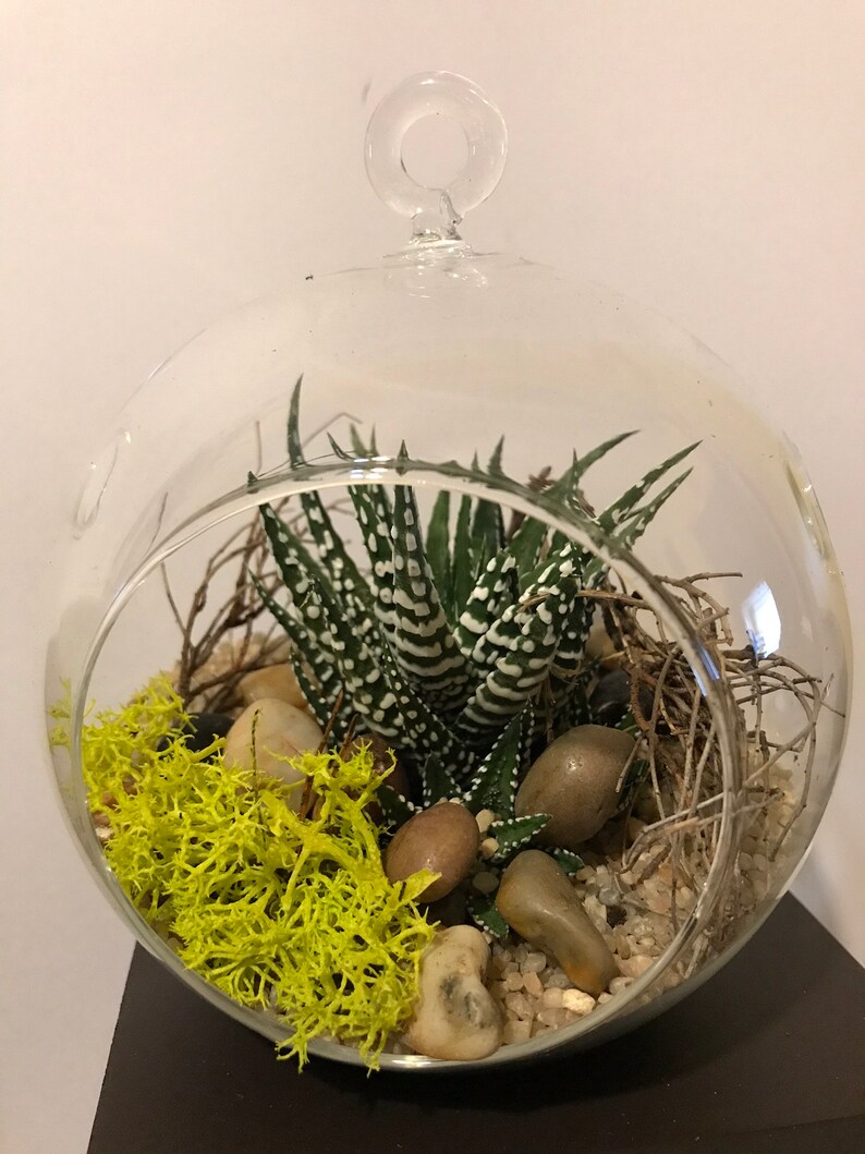 DIY TERRARIUM KIT Terrarium Glass Succulent Soil Preserved Etsy