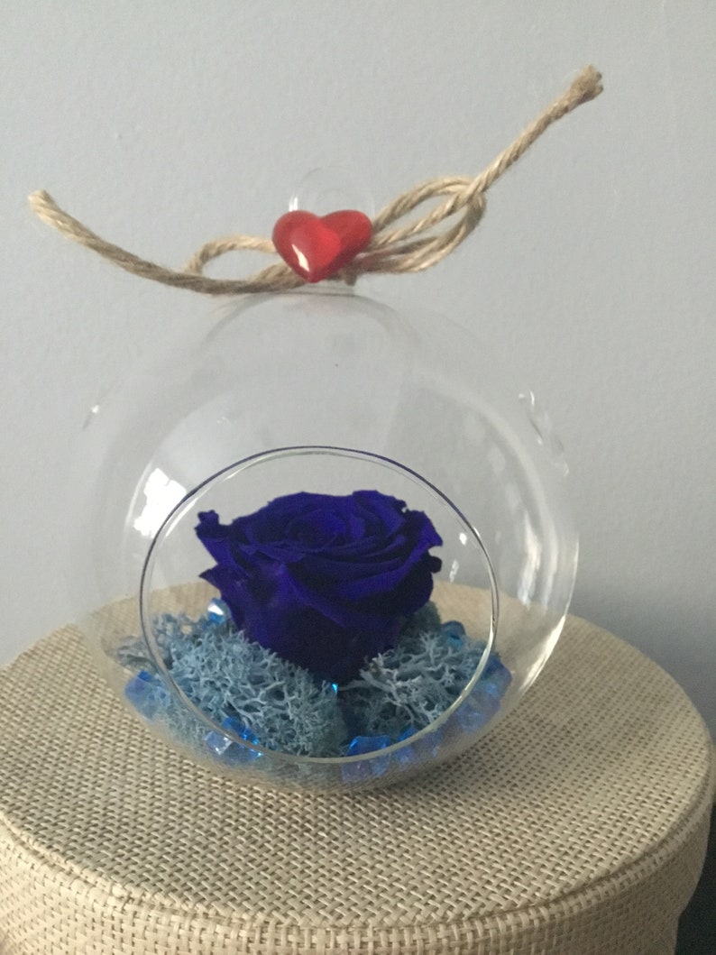 Preserved Rose in Glass Terrarium Globe Hanging Clear Ball Etsy