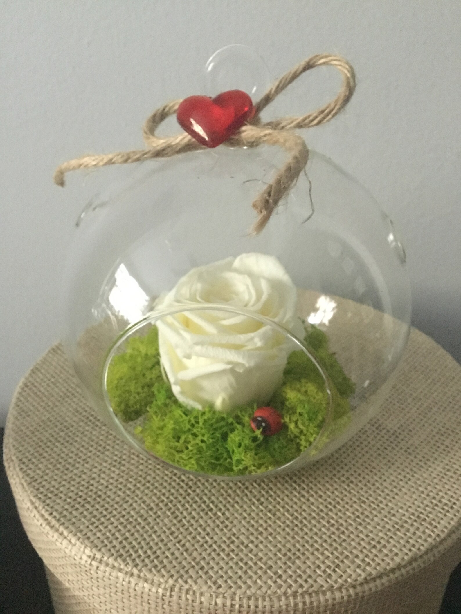 Preserved Rose in Glass Terrarium Globe Hanging Clear Ball Etsy