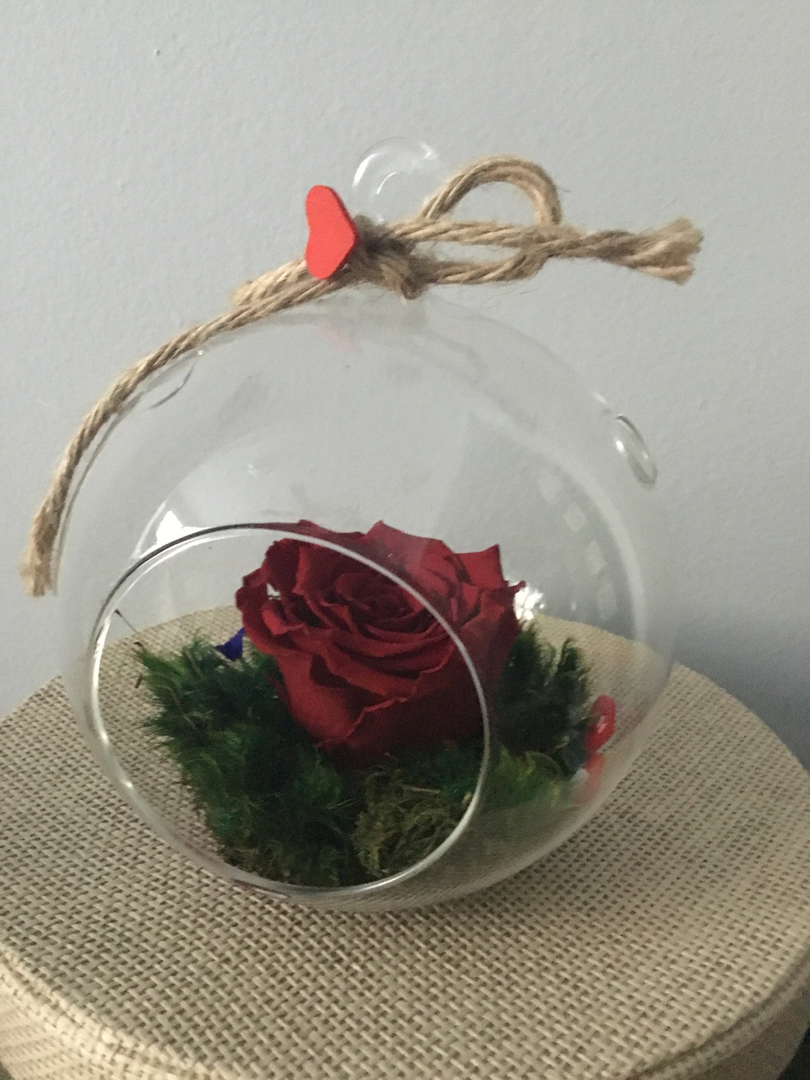 Preserved Rose in Glass Terrarium Globe Hanging Clear Ball Etsy