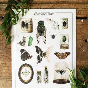 Een inleiding tot de entomologie Art Print