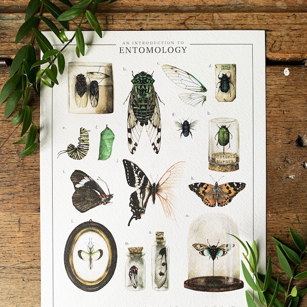An Introduction To Entomology Art Print