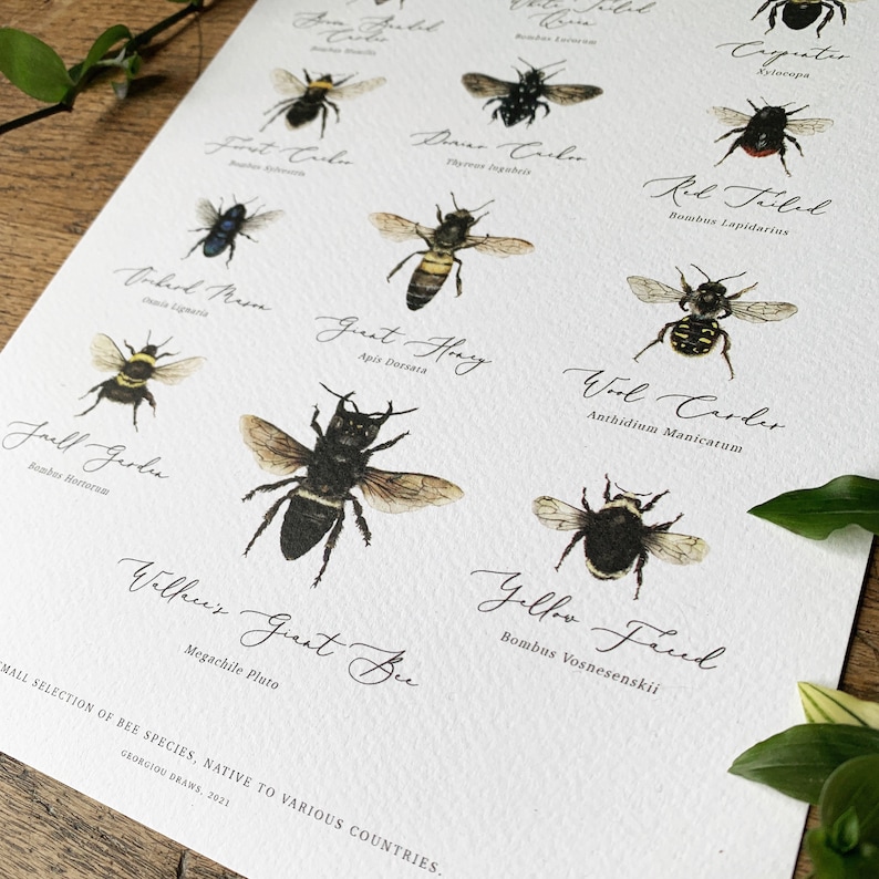 Bees of the World Chart A4 Print image 2