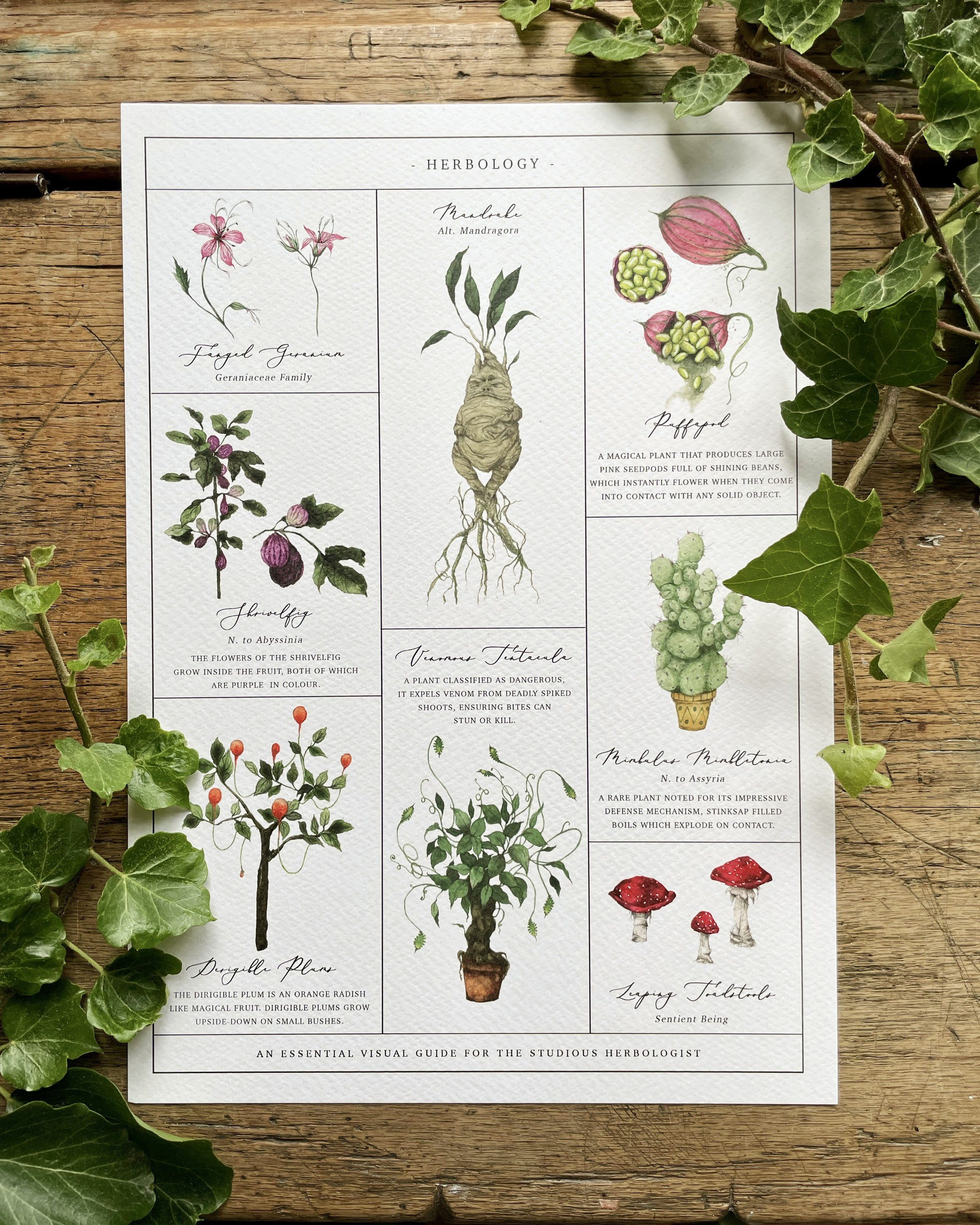 Herbology Chart A4 Print Etsy