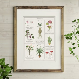 Herbology Chart A4 Print - Etsy