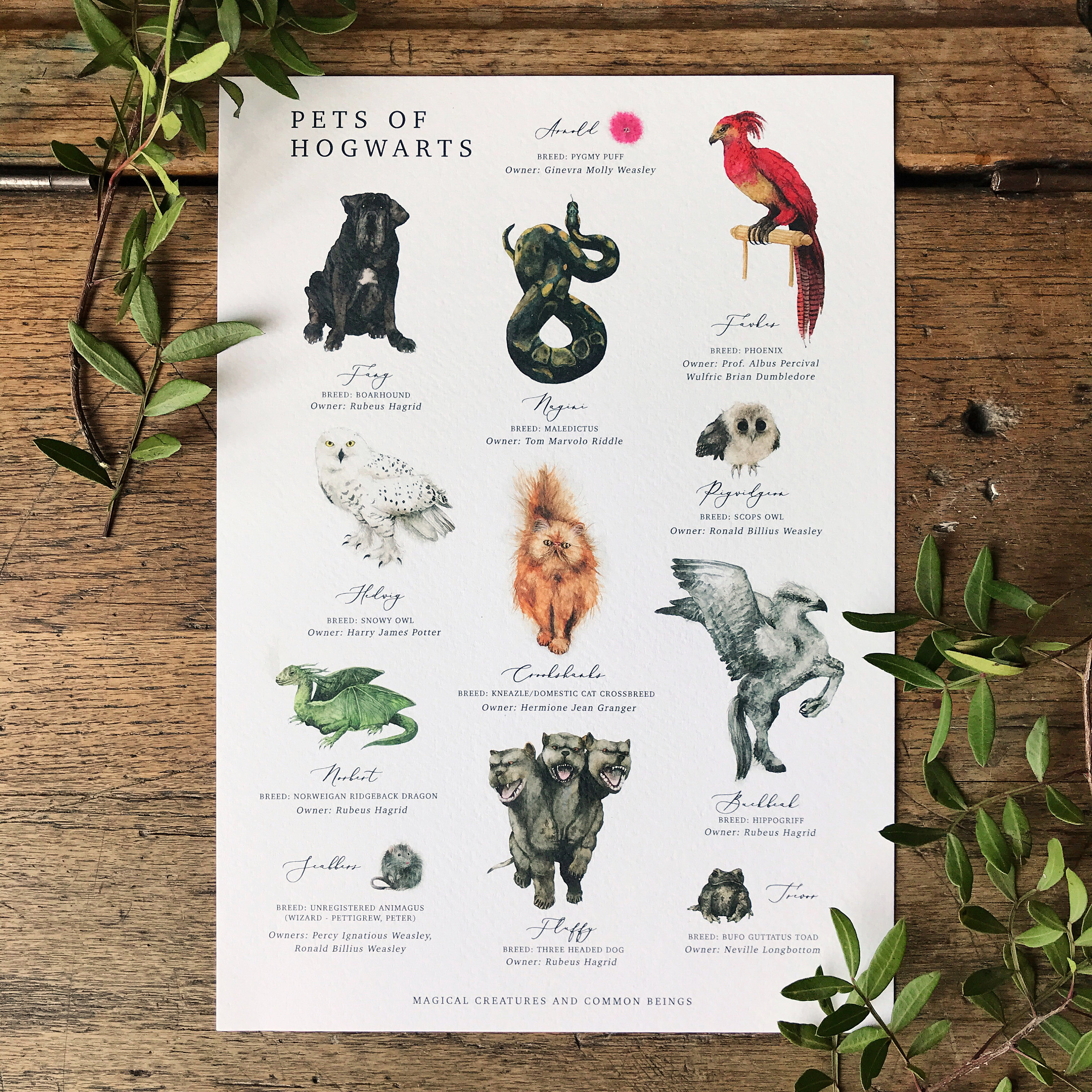 Magical Creatures Chart A3 Print | Etsy