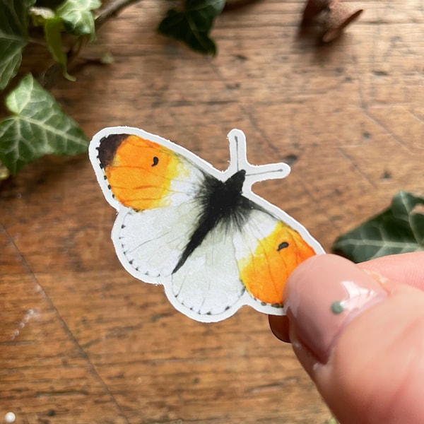 Oranje tip vlinder mat vinyl stickerset | Natuur Wildlife Illustratie Art