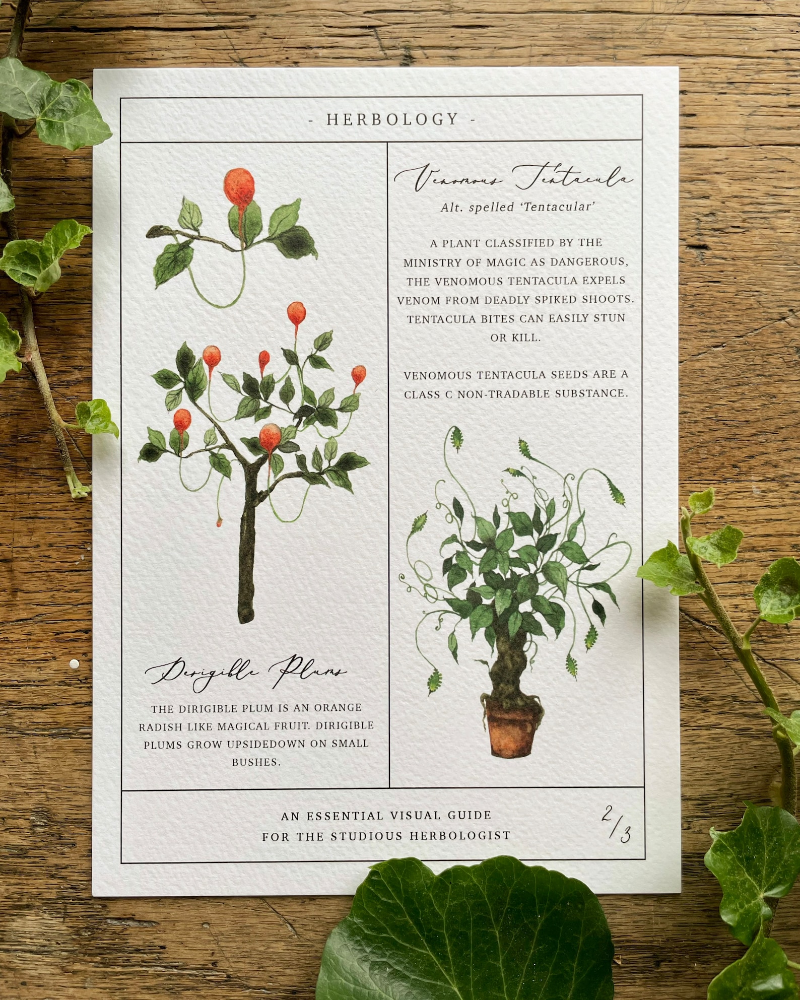 Herbology Chart A4 Print Set - Etsy