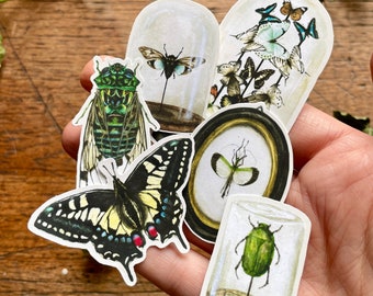 Entomology Matt Vinyl Sticker Set | Curious Nature Oddities Art