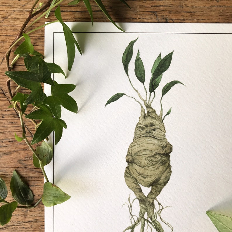 Harry Potter Herbology Series Mandrake A5 Print Etsy