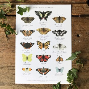 Gráfico de mariposas británicas A3 Impresión