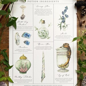 May include: A chart with illustrations of potion ingredients, including a Death Cap mushroom, a Lury Fly, a Moonstone, a Unicorn Horn, Aconite, a  Muttly Tutulus, and an Eye of Newt. The chart is titled "Potion Ingredients: Essential Components for the Diligent Potion Maker."