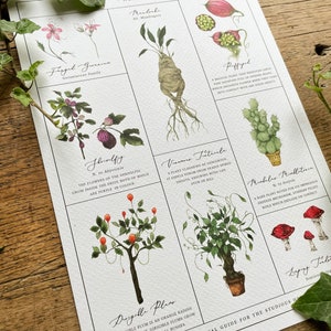 Herbology Chart A3 Print - Etsy
