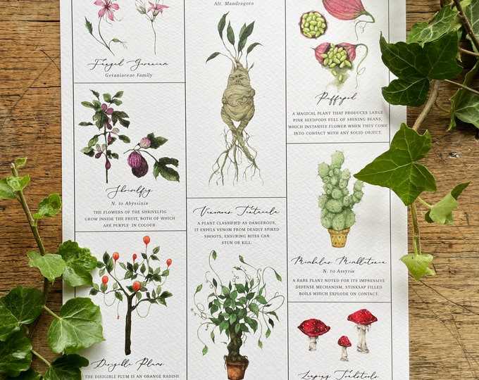 Herbology Chart A3 Print - Etsy