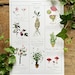 Herbology Chart A4 Print Set - Etsy