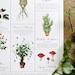 Herbology Chart A3 Print - Etsy