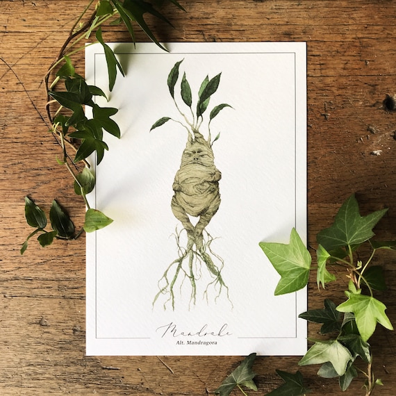 Mandrake