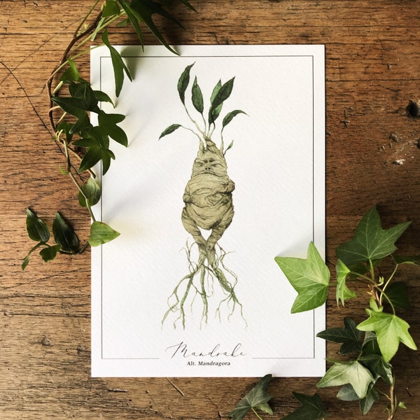 Impresión A5 de Mandrake / Ilustración de herbología mágica