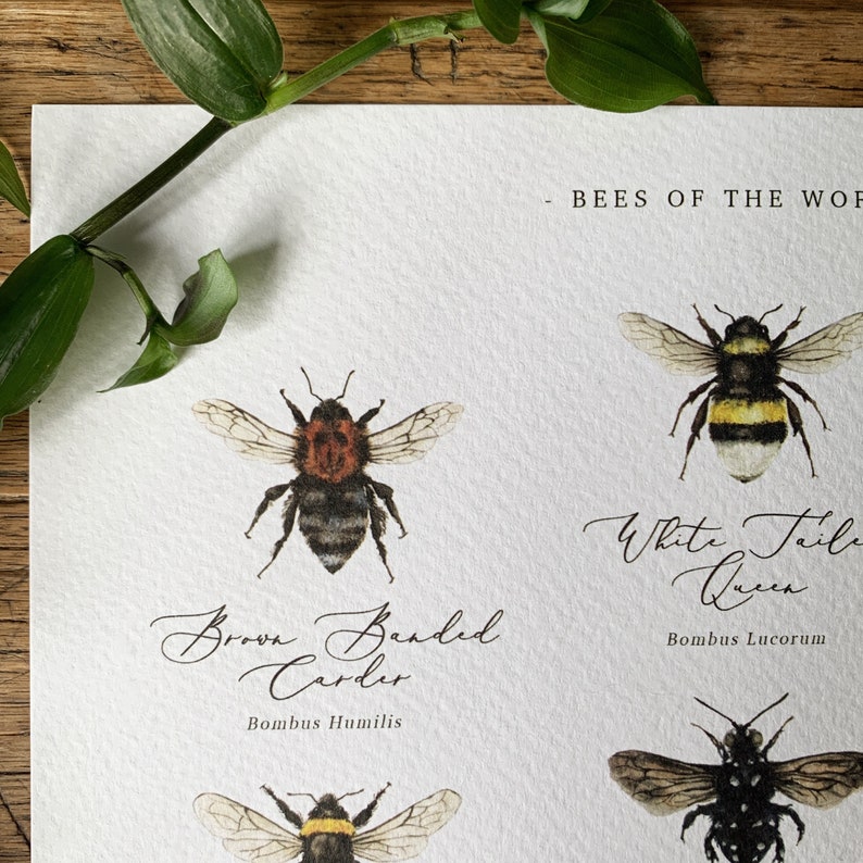 Bees of the World Chart A4 Print image 3