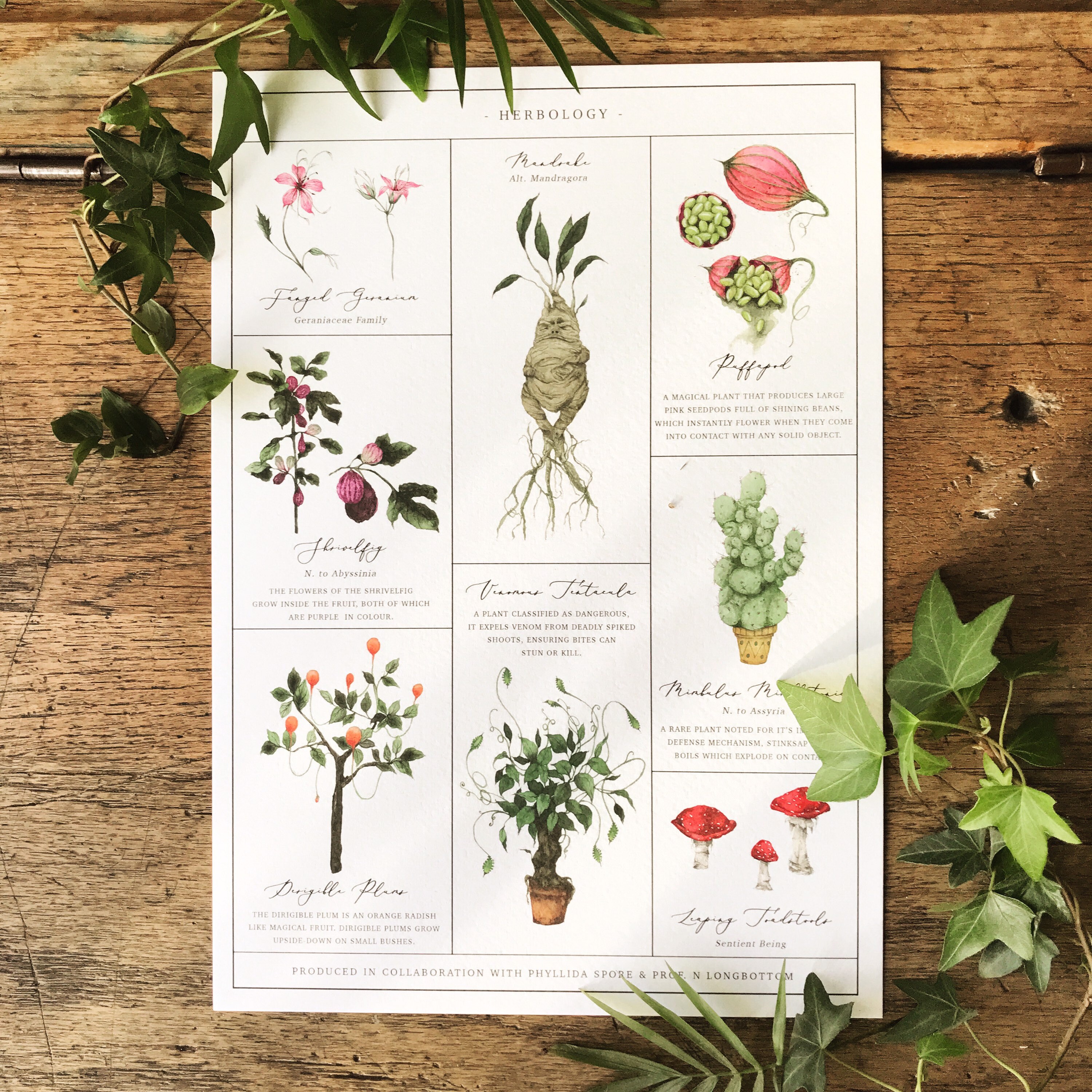 Herbology Chart A3 Print Etsy