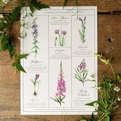 Flowers for Pollinators Chart A4 Print Etsy UK
