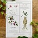 Herbology Chart A3 Print Set - Etsy