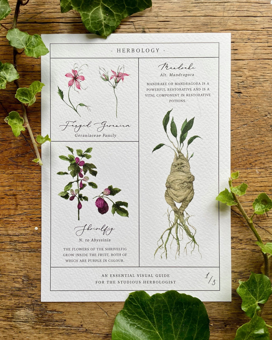 Herbology Chart A4 Print Set - Etsy