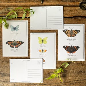 Britische Schmetterlinge Entomologie Postkarten Serie