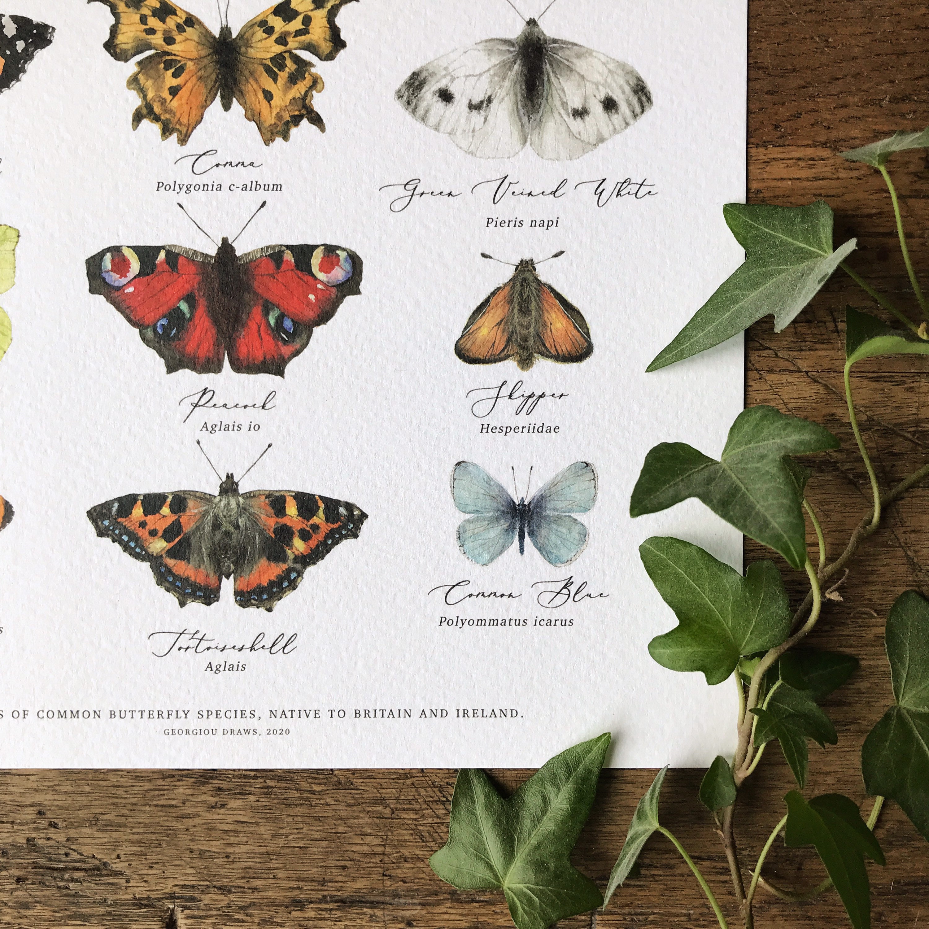 British Butterflies Chart A4 Print Etsy UK