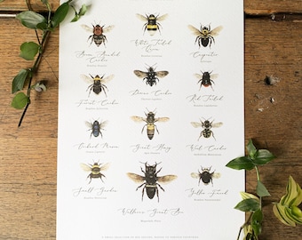 Bees of the World Chart A4 Print