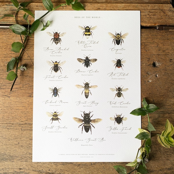 Bees of the World Chart A4 Print