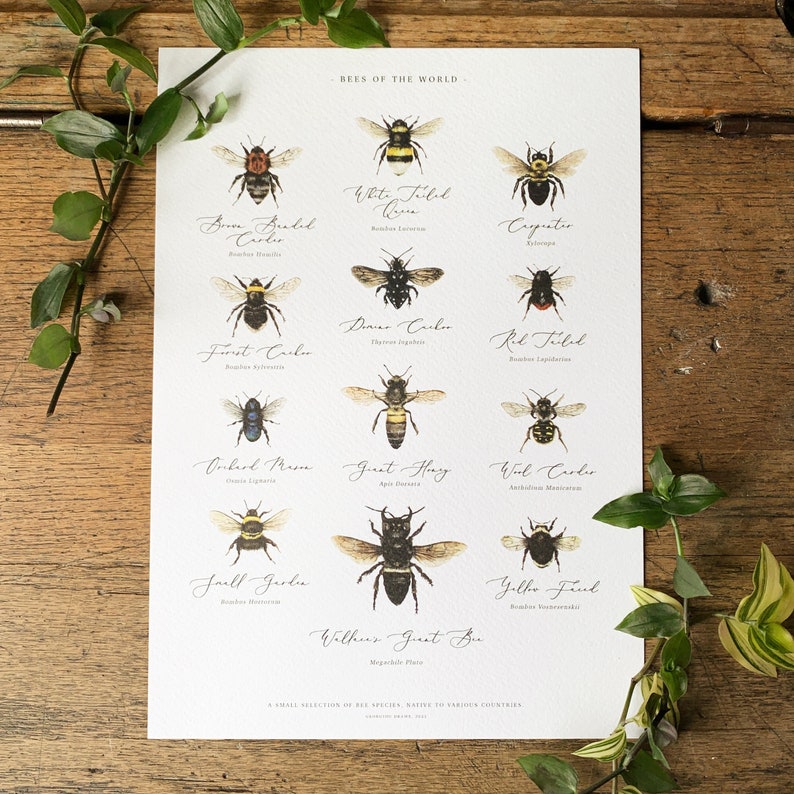 Bees of the World Chart A4 Print image 1