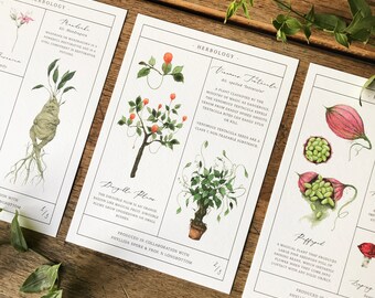 Herbology Chart A4 Print Set | Etsy