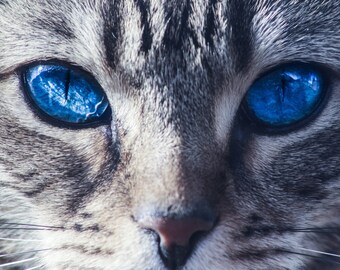 blue eyed cat etsy