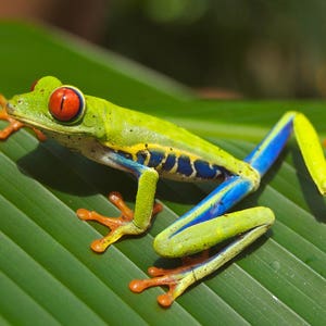 Könnte beinhalten: Ein leuchtend grüner Laubfrosch mit leuchtend roten Augen, blauen und gelben Streifen und orangefarbenen Füßen sitzt auf einem grünen Blatt.