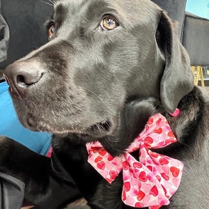 May include: A black Labrador Retriever wearing a pink bow tie with a heart pattern. The dog is looking to the right of the frame.