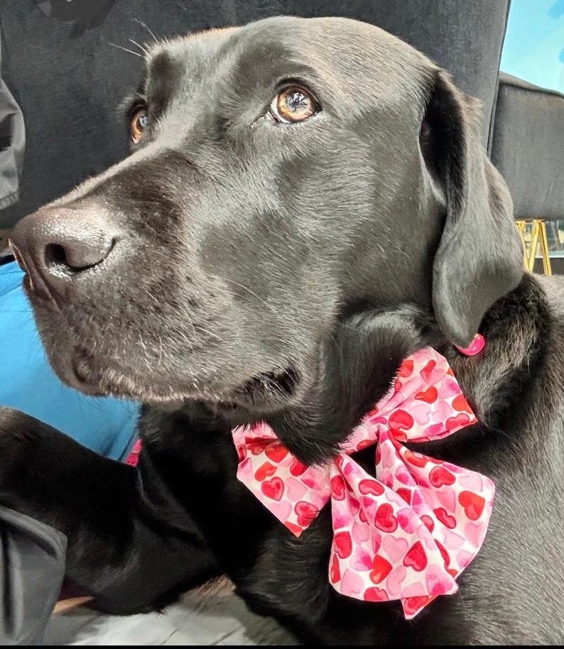 May include: A black Labrador Retriever wearing a pink bow tie with a heart pattern. The dog is looking to the right of the frame.