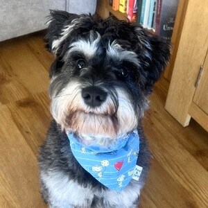 May include: A small black and white dog wearing a blue bandana with a red heart and a cartoon character print. The bandana has the text "Snoopy & Co."