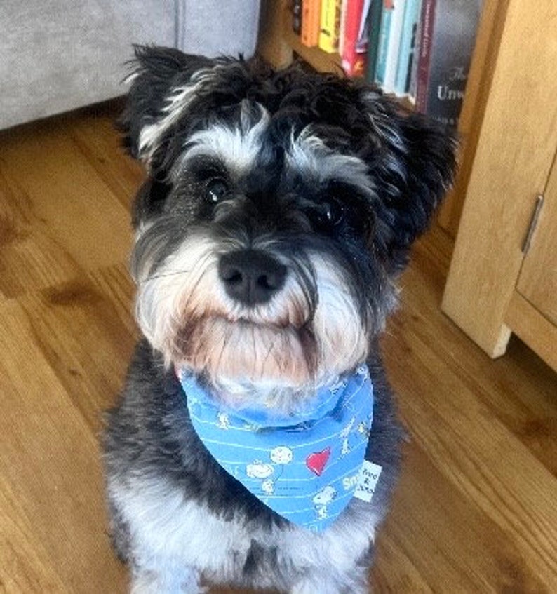 May include: A small black and white dog wearing a blue bandana with a red heart and a cartoon character print. The bandana has the text "Snoopy & Co."
